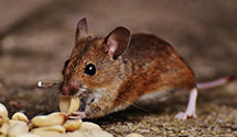 24 Hour & Emergency Exterminators in Winchester, VA